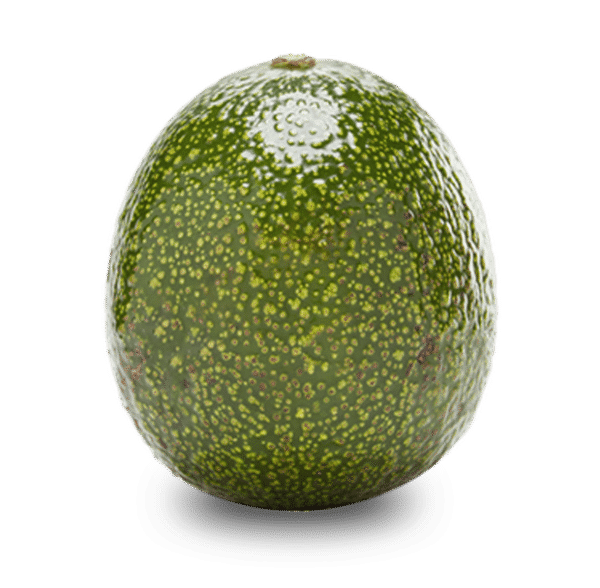 Reed avocados nz